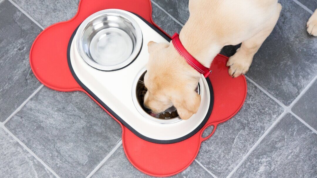 Girl dog food clearance bowls